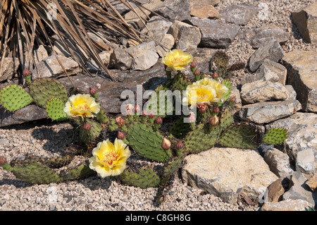 Panhandle stachelige Paer Kaktus, Ebenen Pricklypear (Opuntia Polyacantha), blühende Pflanze. Stockfoto