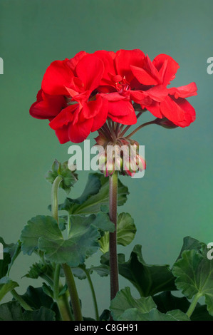 Geranien, Pelargonien (Pelargonium Zonale Hybriden). Rot blühende Pflanze. Stockfoto