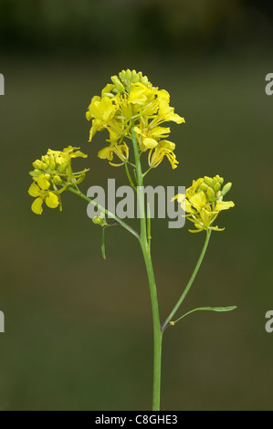 Schwarzer Senf (Brassica Nigra, Sinapis Nigra), Blüten und Samen. Stockfoto