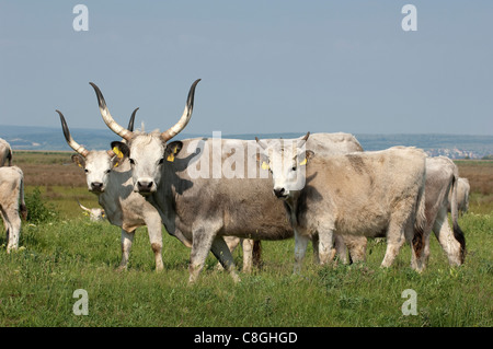 Hausrind, Rasse: ungarischen Steppe (Bos Primigenius, Bos Taurus). Mehrere Personen unterschiedlichen Alters Stockfoto