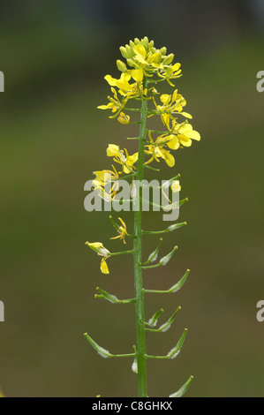 Weißer Senf (Brassica Alba, Sinapis Alba), Blumen und Samen. Stockfoto