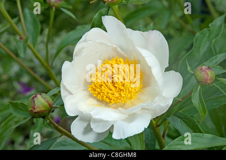 Paeony White Wings, gemeinsamer Garten Paeony chinesische Paeony (Paeonia Lactiflora White Wings), blühen. Stockfoto