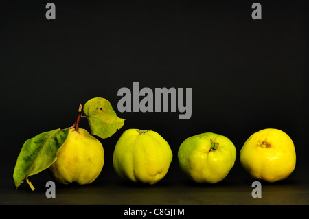 Vier Reife Quitte Frucht auf dunklem Hintergrund Stockfoto