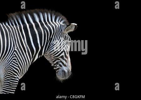 Porträt von Zebra auf Platz für Text auf schwarzem Hintergrund isoliert Stockfoto