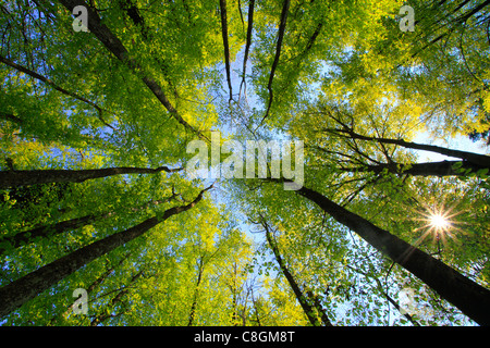 Baum, Stamm, Blatt, Blätter, Buche, Bäume, Fagus Sylvaticia L., Frosch-Perspektive, Frühling, Gegenlicht, Himmel, Laub, Wald, decidu Stockfoto