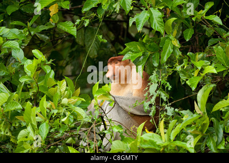 Proboscis Affe Nasalis Larvatus Essen verlässt, Kinabatangan, Sabah, Borneo, Malaysia Stockfoto