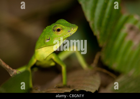 Grüner Baum Eidechse Bronchocoela Cristatella, Kinabatangan, Sabah, Borneo, Malaysia Stockfoto