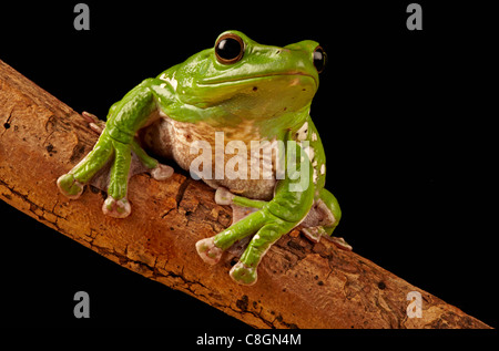 Vietnamesische blau fliegender Frosch Polypedates Dennysi oder Rhacophorus dennysi Stockfoto