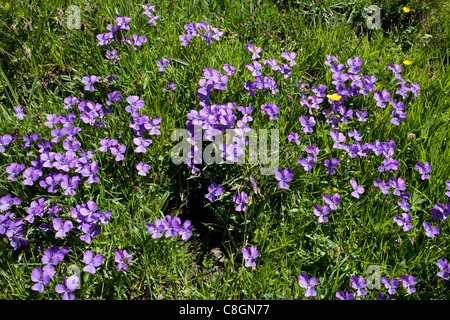 Le Saxe-Rifugio Bertone-Lavachey Trek: Veilchen Stockfoto