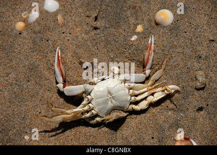 Krabbe angespült am Strand, Florida, USA Stockfoto