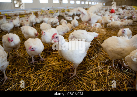 Hühner auf Stroh Einstreu im Stall auf einer zertifizierten Hühnerfarm Freiheit essen. Somerset. Vereinigtes Königreich. Stockfoto