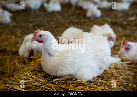 Hühner auf Stroh Einstreu im Stall auf einer zertifizierten Hühnerfarm Freiheit essen. Somerset. Vereinigtes Königreich. Stockfoto