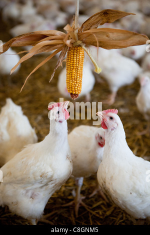 Hühnchen mit Mais in einer Scheune auf einem Freiheit Essen interagieren zertifiziert Hühnerfarm. Somerset. Vereinigtes Königreich. Stockfoto