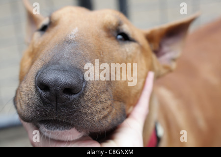 Gesicht des English Bull Terrier Stockfoto