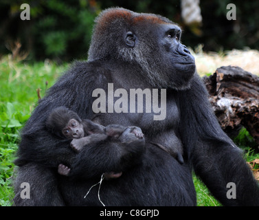 WESTLICHER FLACHLANDGORILLA MAMA SALOME ZEIGT IHR NEUES BABY-KAKENGA FÜR DIE ÖFFENTLICHKEIT IM ZOO VON BRISTOL Stockfoto