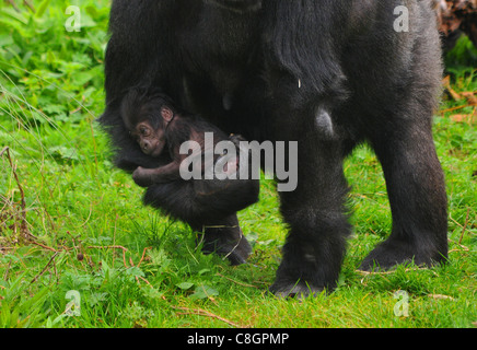 WESTLICHER FLACHLANDGORILLA MAMA SALOME ZEIGT IHR NEUES BABY-KAKENGA FÜR DIE ÖFFENTLICHKEIT IM ZOO VON BRISTOL Stockfoto