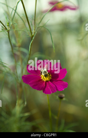 Bienen sammeln Pollen von Kosmos, der Garten Blumen blühen noch Ende Oktober Stockfoto