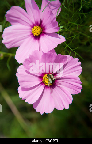 Bienen sammeln Pollen von Kosmos, der Garten Blumen blühen noch Ende Oktober Stockfoto