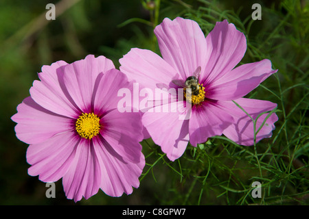 Bienen sammeln Pollen von Kosmos, der Garten Blumen blühen noch Ende Oktober Stockfoto