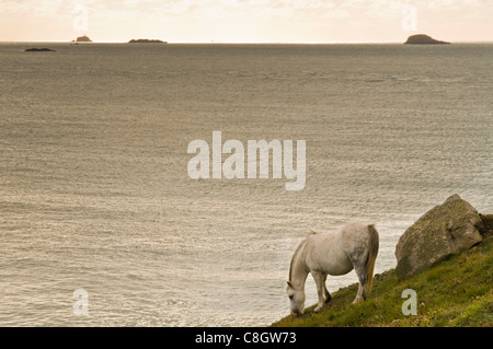 Pembrokeshire Pony Weiden auf der Klippe tops, mit Meer im Hintergrund Stockfoto