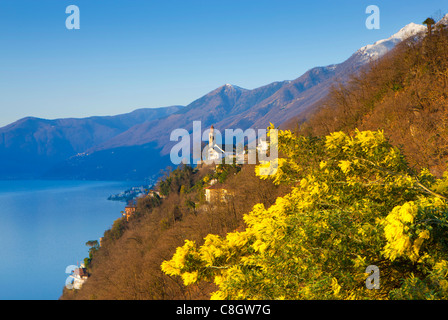 Ronco, Schweiz, Europa, Kanton Ticino, See, Lago Maggiore, Dorf, Kirche, Baum, Mimose, Frühling Stockfoto