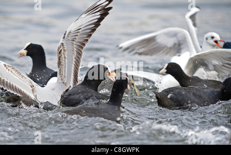 Eine kleine Gruppe von Erwachsenen Blässhühner und schwarze Leitung Möwen Streit um Brotstückchen. Stockfoto