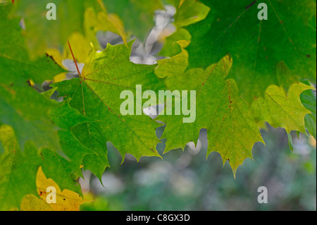 Spitz-Ahorn oder Ahorn Blatt mit anderen Herbst liegen lässt. Stockfoto