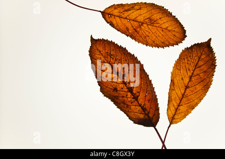 Blätter Herbst Wild Cherry Stockfoto