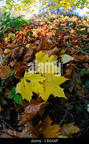 Spitz-Ahorn oder Ahorn Blatt liegend mit anderen Herbst Blätter Stockfoto