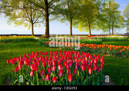 Morges, Tulpenfest, Schweiz, Europa, Kanton Waadt, Genfer, See, Leman, Parken, Tulpen, Bäume, Blumen, Frühling Stockfoto