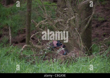 Jäger Tragen einer Camouflage Jacke, mit dem gefallenen Baum als natürliche Deckung hinter warten. gewohnt in der Grafschaft Durham. Stockfoto