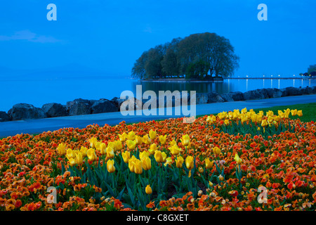 Rolle, Schweiz, Europa, Kanton Waadt, See, Genfer, Leman, Uferpromenade, way, Blumen, Tulpen, Daybreak, Insel, ist Stockfoto