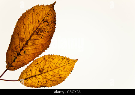 Blätter im Herbst Stockfoto