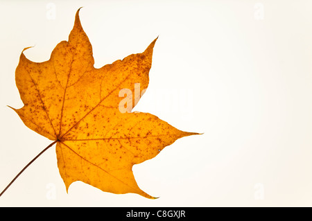 Herbst-Maple Leaf Stockfoto