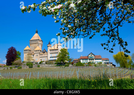 Vufflens-le-Château, Vufflens, Schweiz, Europa, Kanton Waadt, Schloss, Wiese, Blüte, Apfelbaum, Weinberg, Frühling Stockfoto