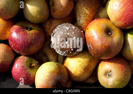 Ein fauler Apfel Stockfoto