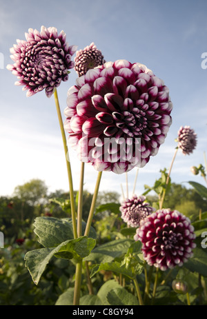 Dahlien-Blumen wachsen auf Zuteilung im Vereinigten Königreich Stockfoto