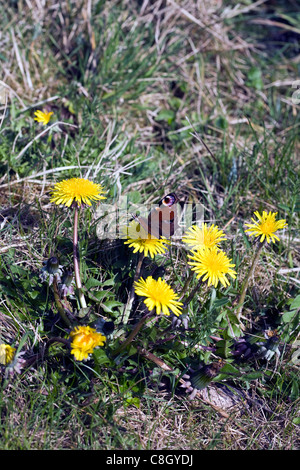 Tagpfauenauge ernähren sich von einem Löwenzahn Poynton Cheshire England Stockfoto