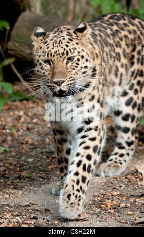 Weibliche Amur Leoparden zu Fuß in Richtung Kamera Stockfoto