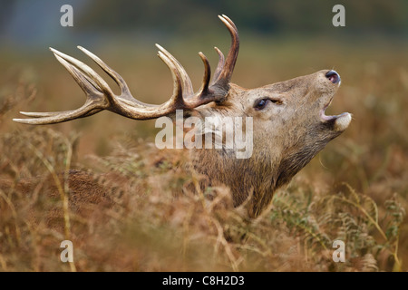 Red Deer Hirsch, brüllend in der Brunft Stockfoto