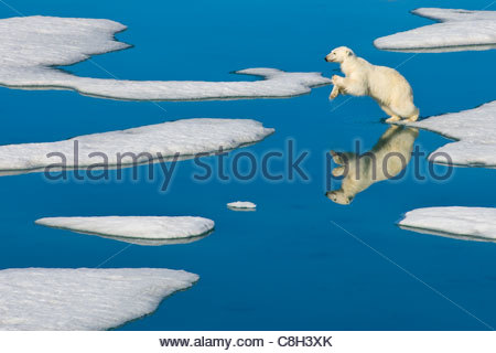 Ein Eisbär springt zum nächsten vom Einteiler des Packeises. Stockfoto