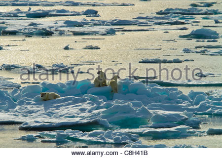 Drei Eisbären auf dem arktischen Eis klettern. Stockfoto