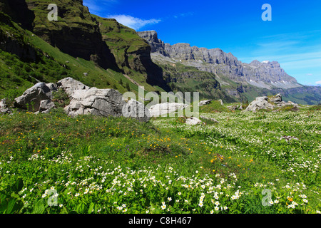 Alp, Alpen, Flora, Ansicht, Berg, Bergpanorama, Berge, Bergflora, Bergfrühling, Gebirgsmassiv, Berg panor Stockfoto