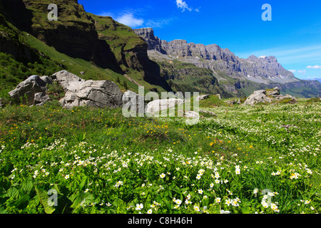 Alp, Alpen, Flora, Ansicht, Berg, Bergpanorama, Berge, Bergflora, Bergfrühling, Gebirgsmassiv, Berg panor Stockfoto
