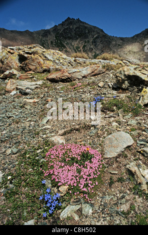 Maloja Lunghin, Schweiz, Engadin, Kanton Graubünden, Alpenflora, Blumen, Wildblumen, Bayerischer Enzian, Gentiana Bavarica, Stockfoto