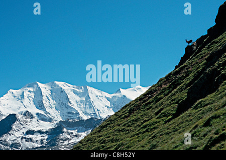 Piz Albris, Schweiz, Kanton Graubünden, Val da Fain, Heutal, Engadin, Bernina, Berglandschaft, Berglandschaften, mountai Stockfoto