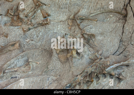 Dinosaur National Monument Vernal Utah. Fossile Knochen eingebettet in Felsen und Stone Mountain. Stockfoto