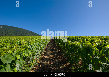 Schweiz, Europa, Waadt, Concise, Sommer, Landwirtschaft, Wein, Panorama, Landschaft, Weinberg, Weinberge, Kanton, Stockfoto