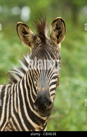 Baby Zebra Nahaufnahme im Regen Stockfoto