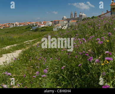 Portugal, Europa, Estremadura, Frühling, Blumen, Palast, Palacio Nacional, Mafra, Stockfoto